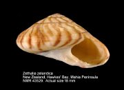 Zethalia zelandica